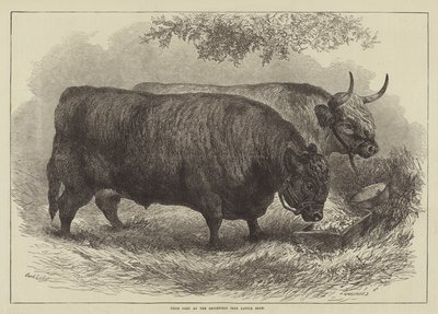Prize Oxen at the Smithfield Club Cattle Show by Samuel John Carter